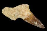 Fossil Mosasaur (Eremiasaurus) Tooth With Jaw Section - Morocco #117014-1